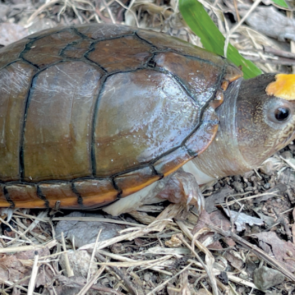 Mud Turtle2cPeter Praschag 800px