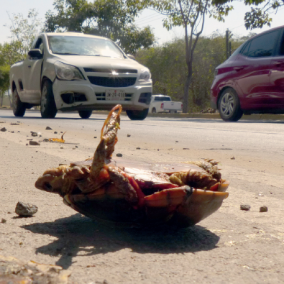 Mud TurtlecPeter Praschag 800px