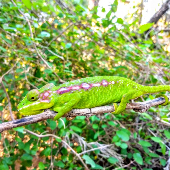 Furcifer belalandaensis c Rasoloarison 2025 1