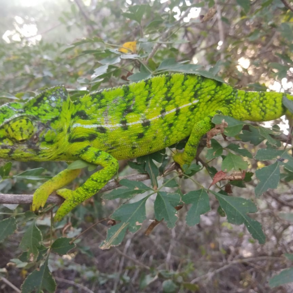 Furcifer belalandaensis c Rasoloarison 2025 2