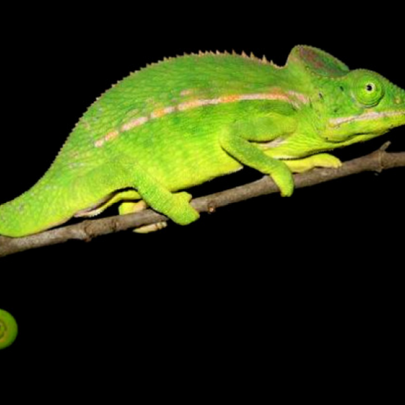 Furcifer belalandaensis malecRaphali Andriantsimanarilafy Madagasikara Voakajy