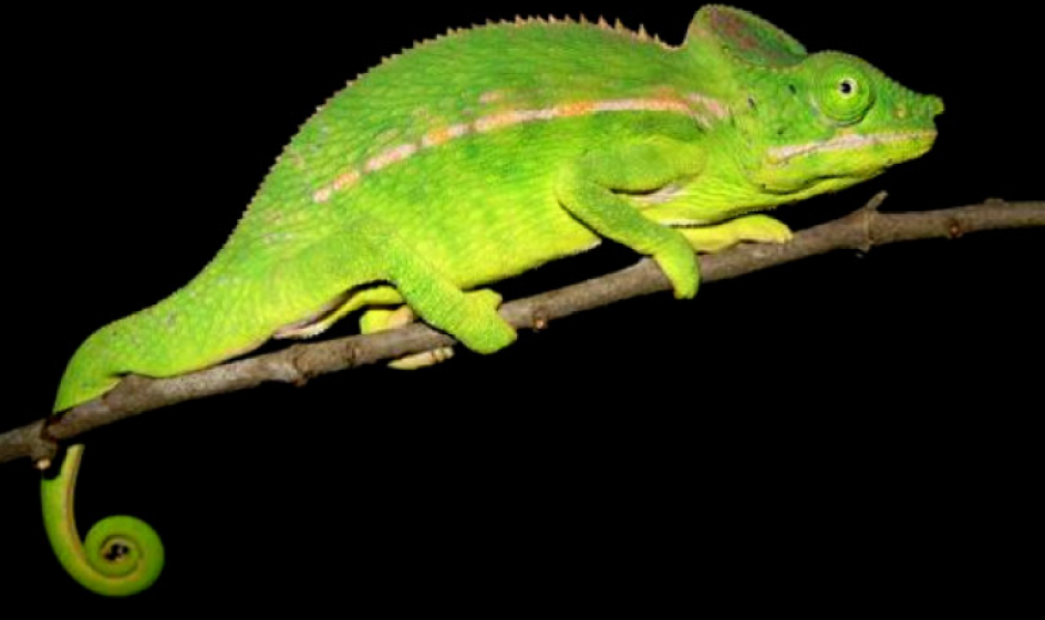 Furcifer belalandaensis malecRaphali Andriantsimanarilafy Madagasikara Voakajy