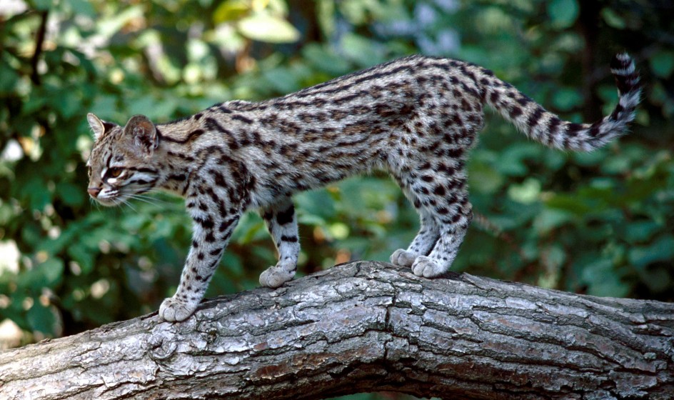 2025 86 1 Leopardus TigrinuscAlexander Sliwa