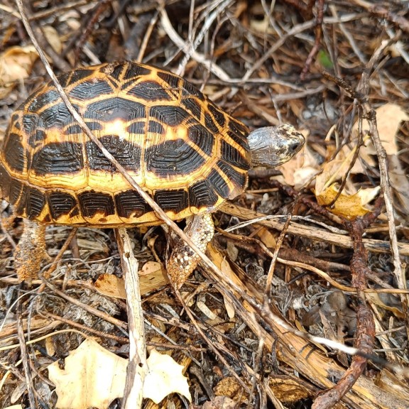2025 88 Fonyala Pyxis arachnoidescTobias Kohl