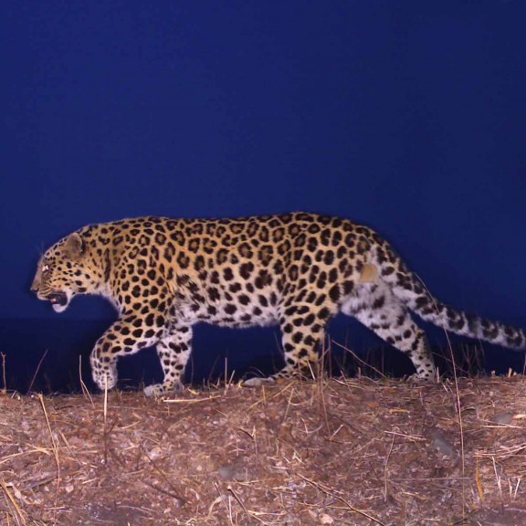 Amurleopard 1