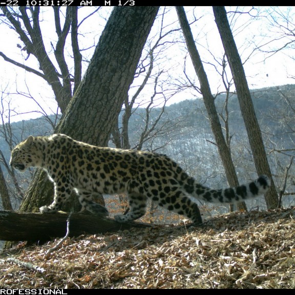 WCS Amur leopard Camera Trap