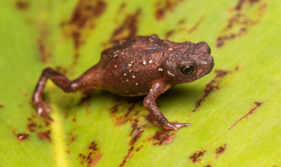 Melanophryniscus setiba Pedro Peloso Restinga Toadlet 2 1024